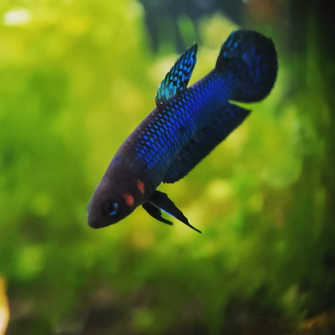 Wild Betta Hendra pair