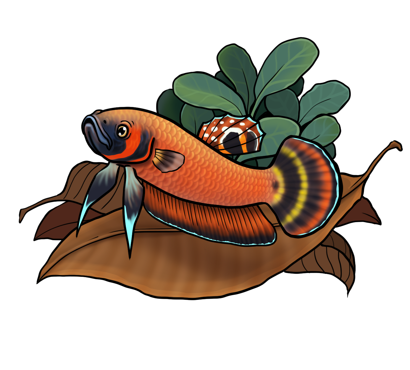 Wild Betta Macrostoma Sticker 2"