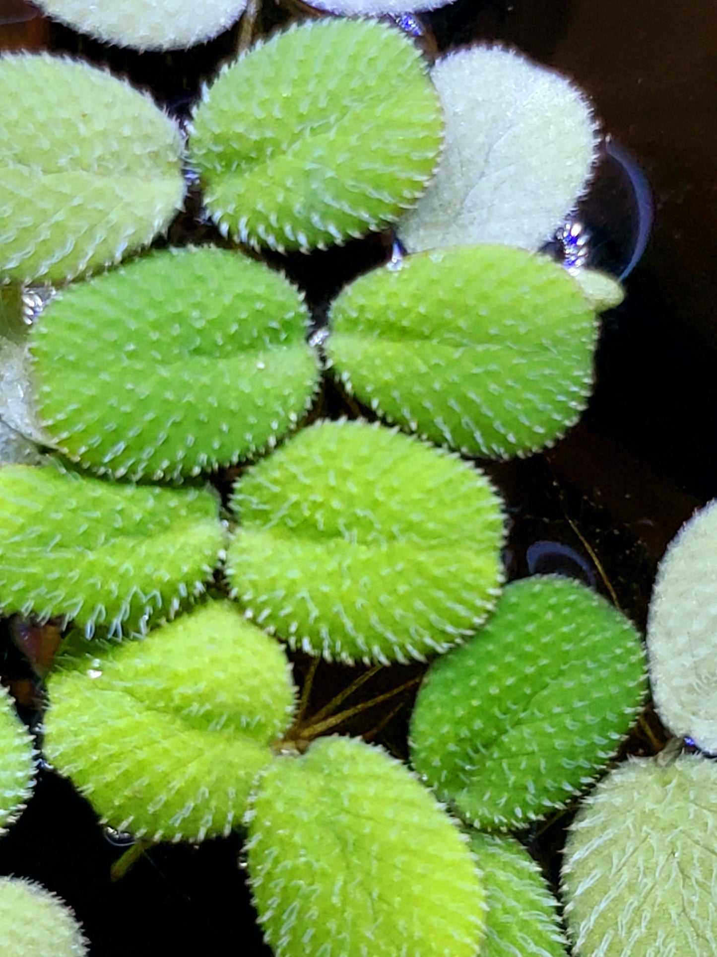 Silvina Minima (water spangles)