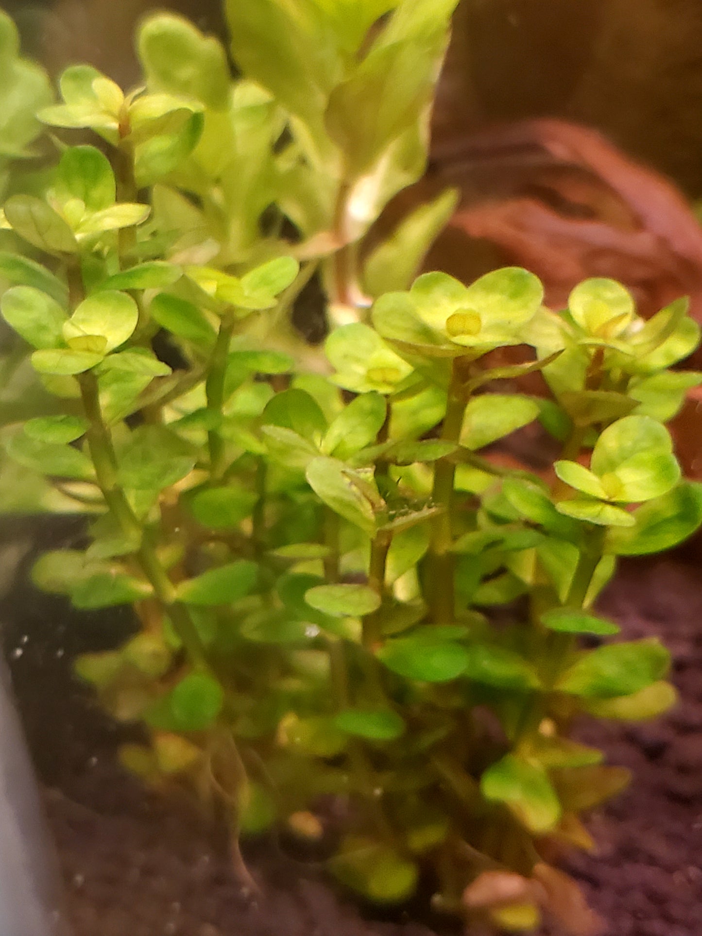 Rotala Indica Bonsai