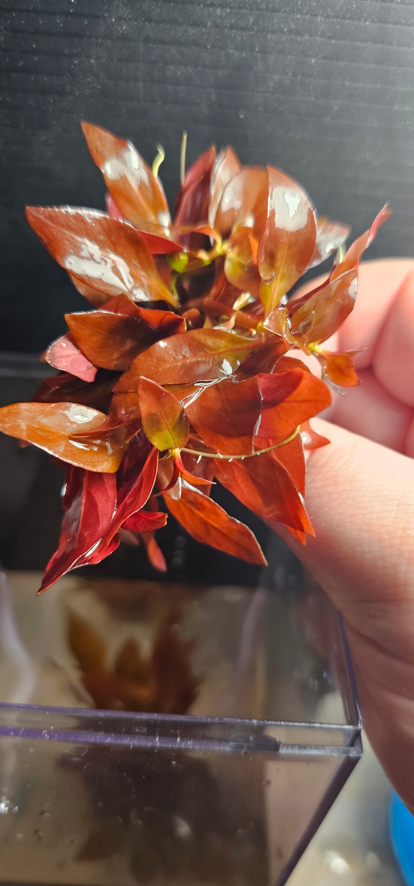 Ludwigia Peruensis/Gladulosa var. Diamond