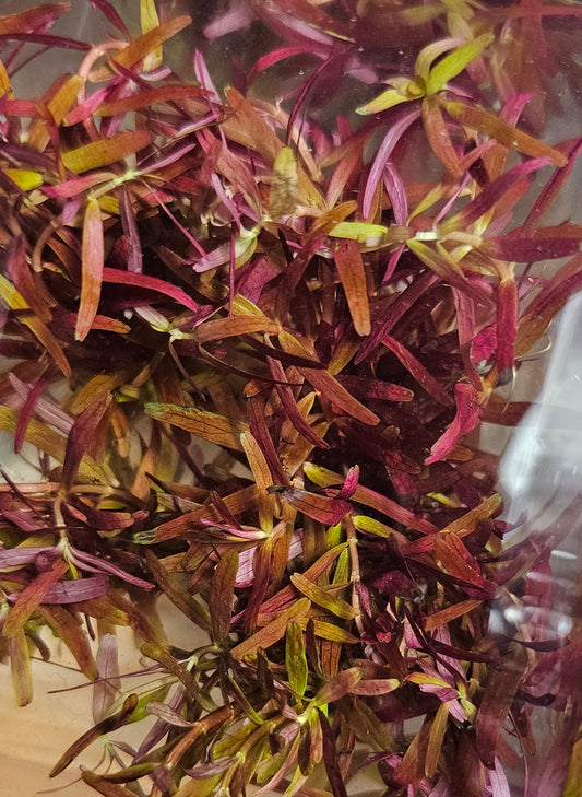 Rotala blood red