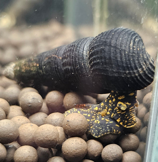 Yellow spotted Rabbit snail