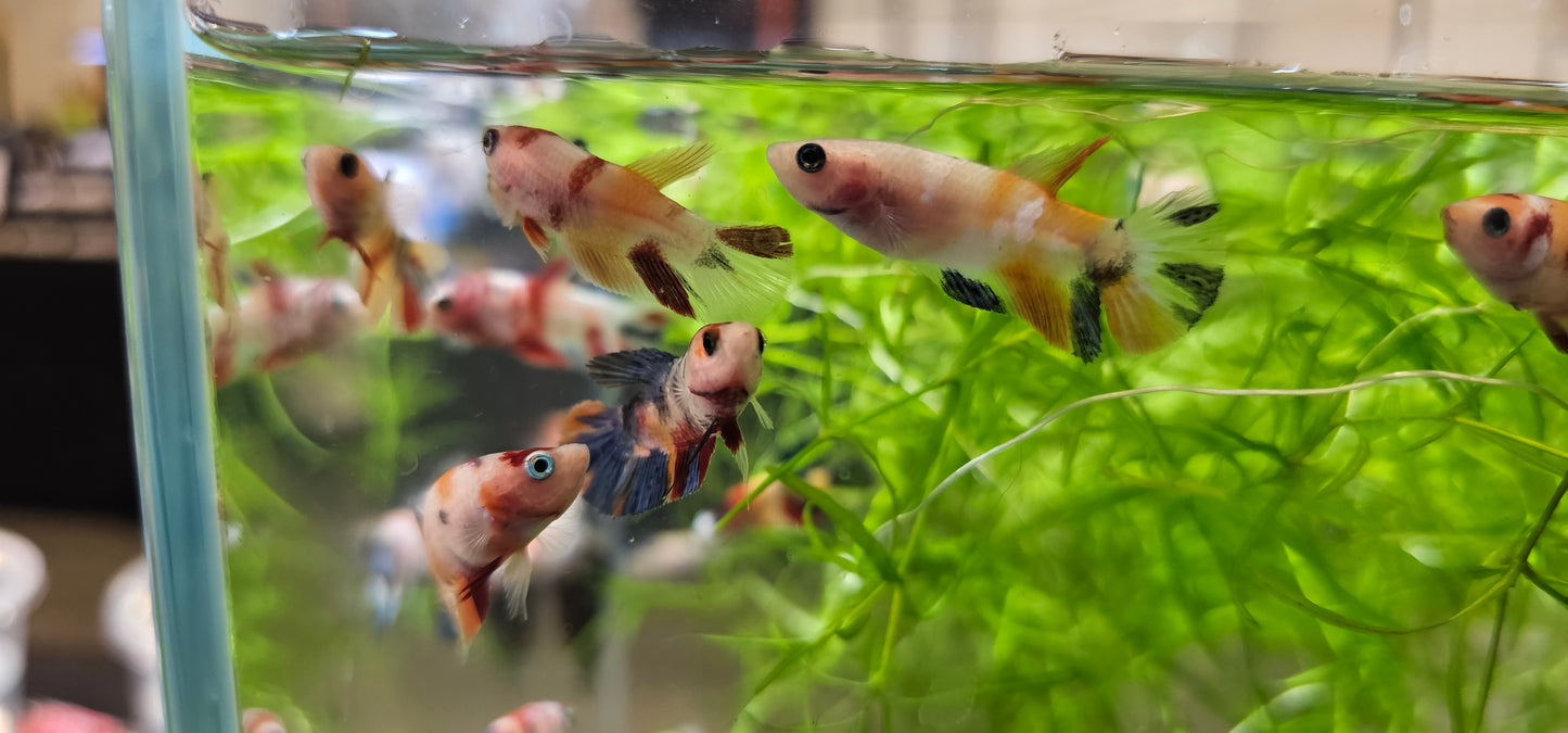 Baby betta 10 pack