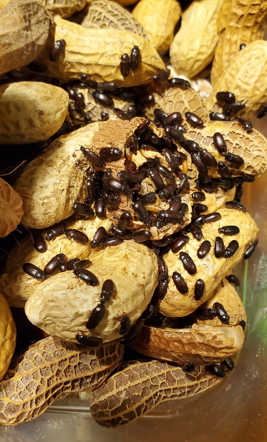 Peanut Beetle culture