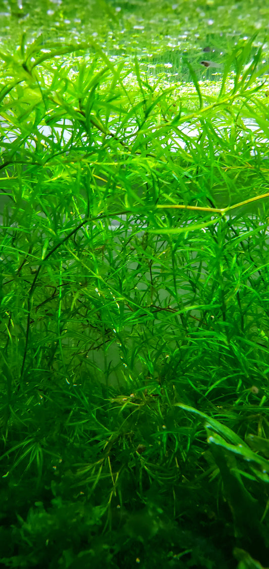 Guppy grass