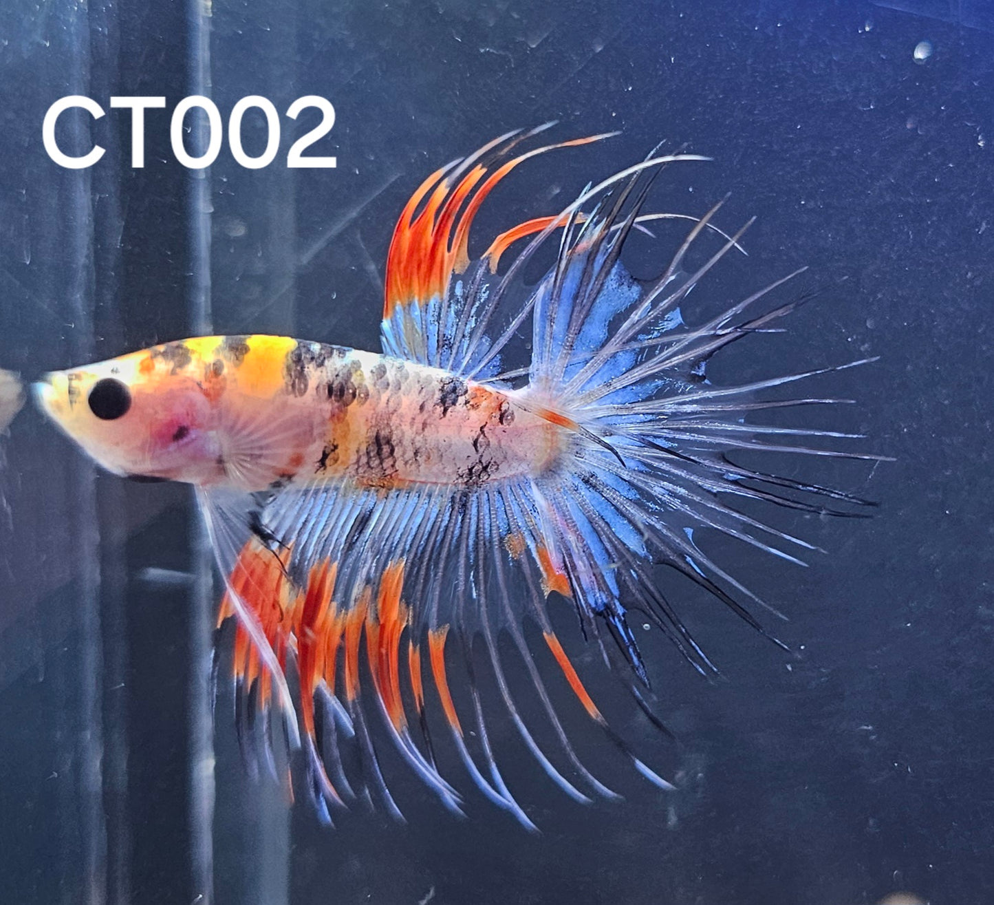 Crowntail multicolor