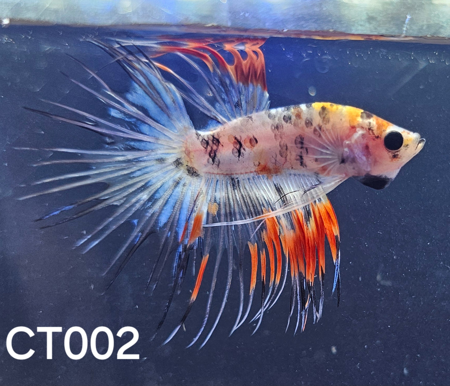 Crowntail multicolor