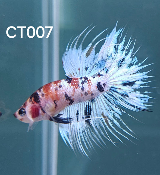 Crowntail multicolor