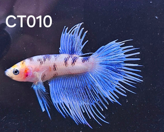 Crowntail multicolor koi