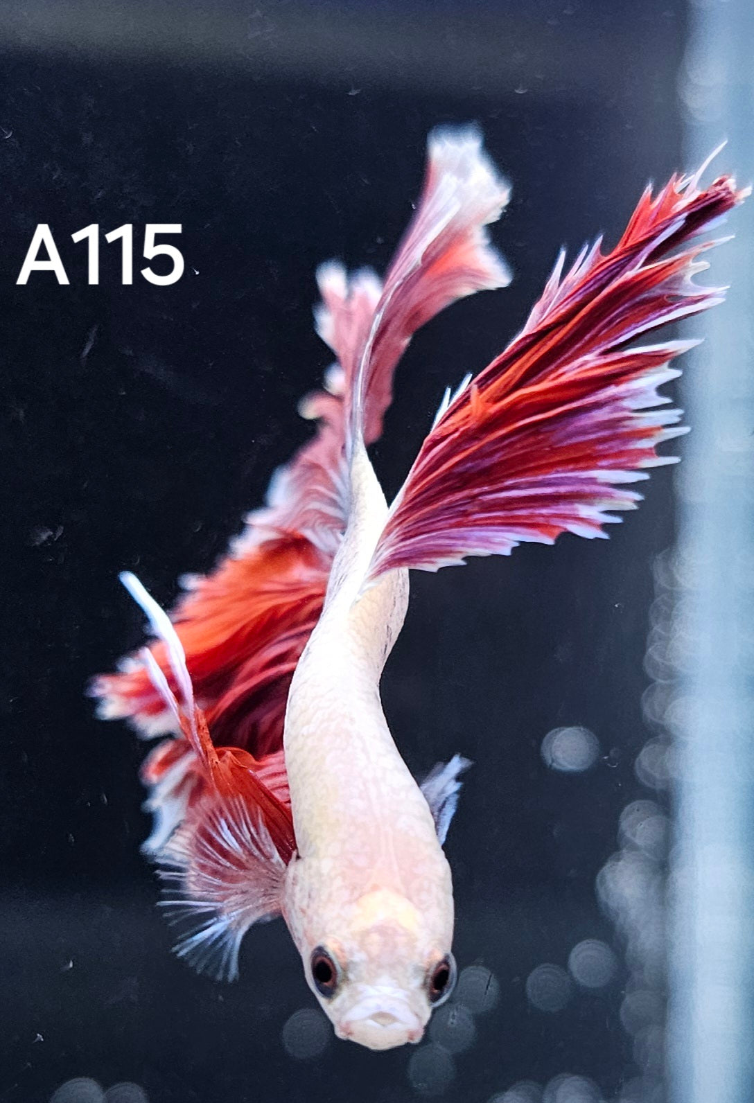 Rosetail betta