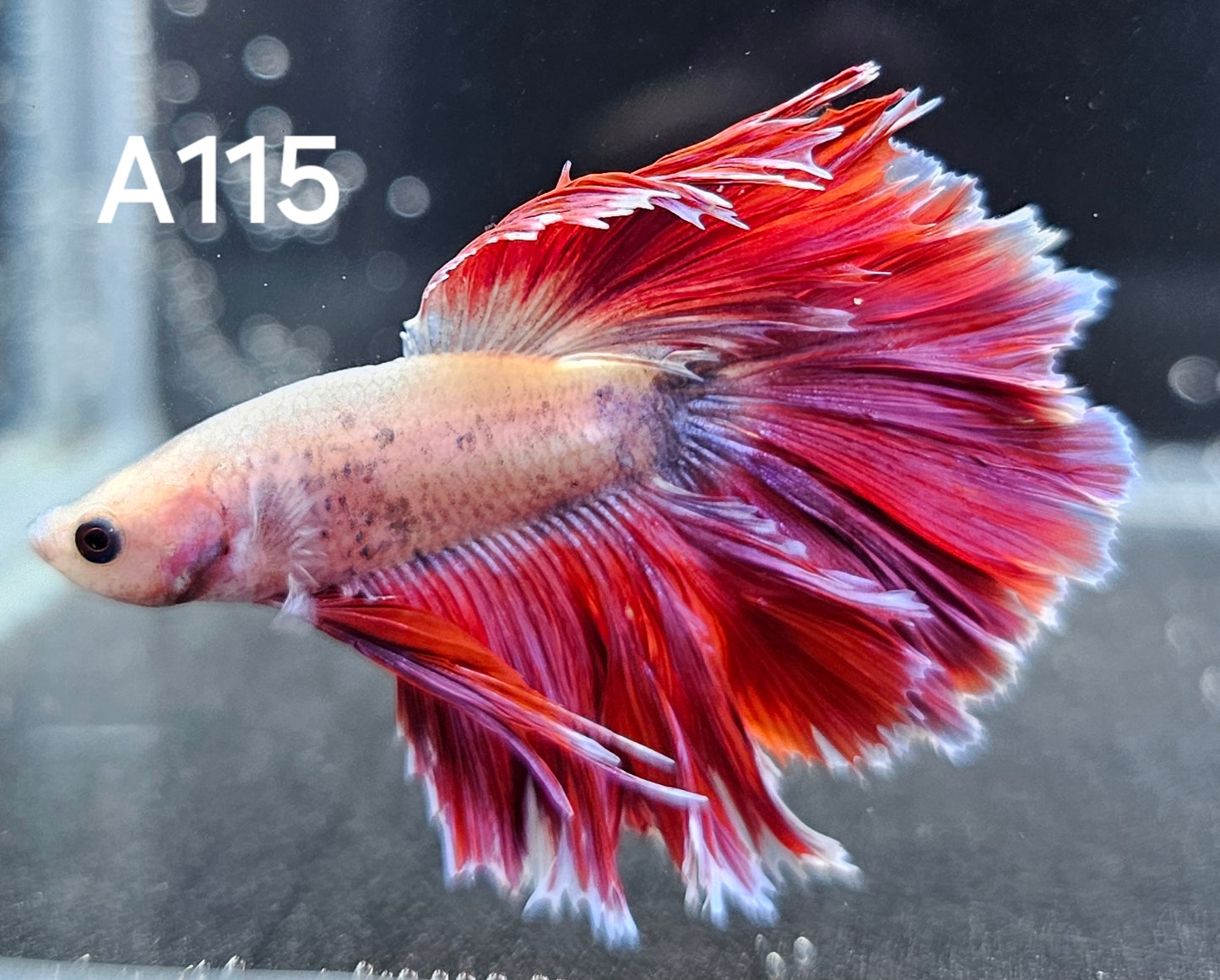 Rosetail betta