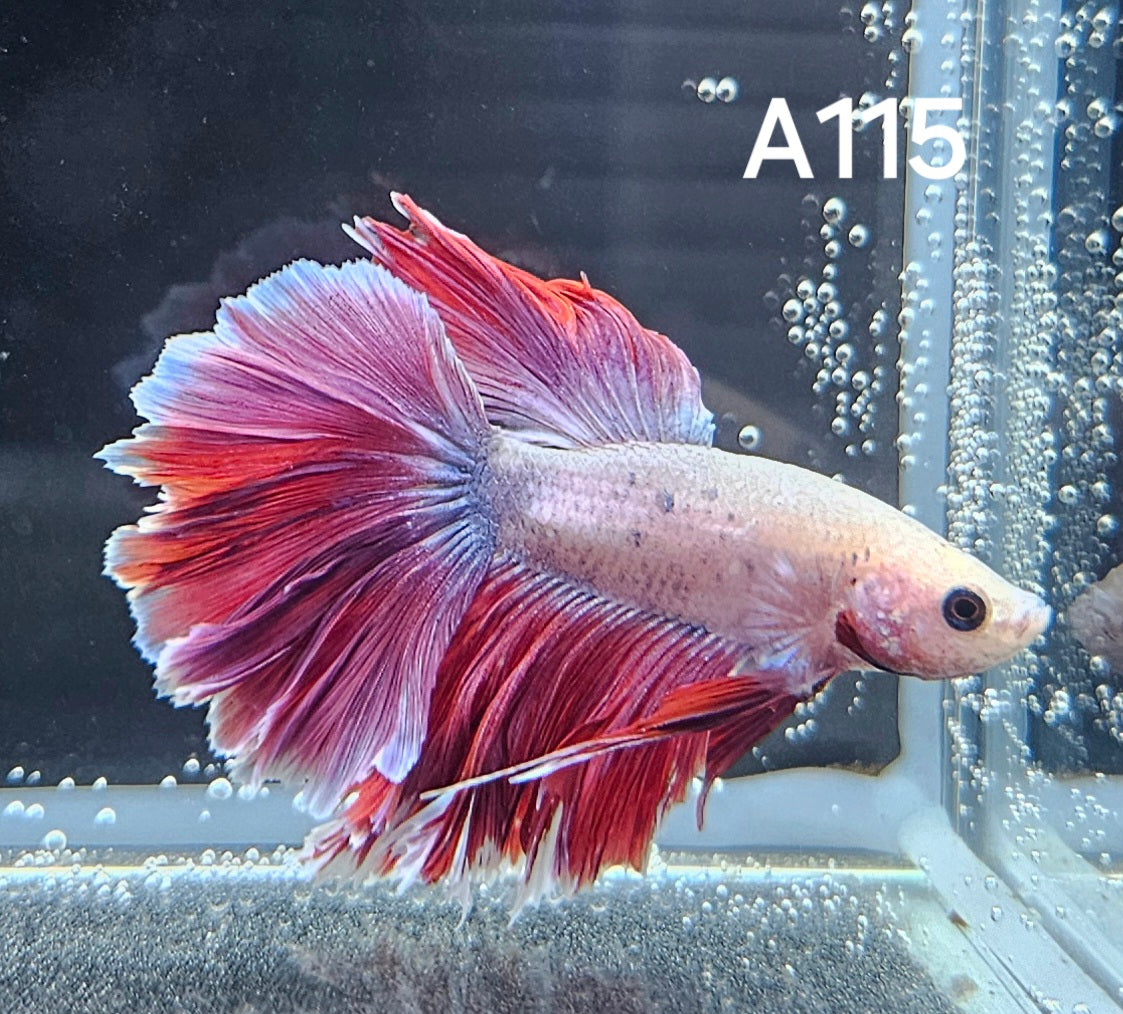 Rosetail betta