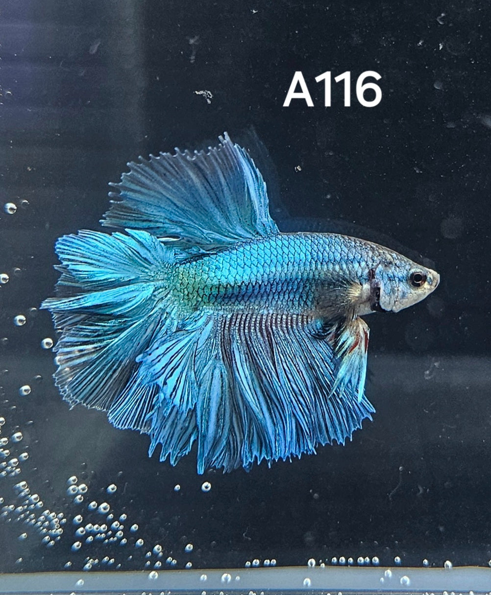 Rosetail betta