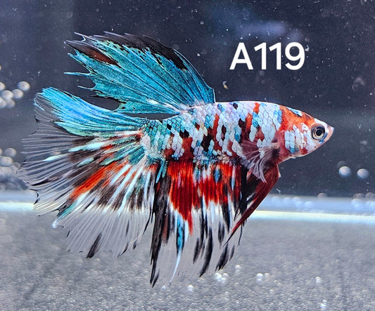 Half-moon red galaxy koi