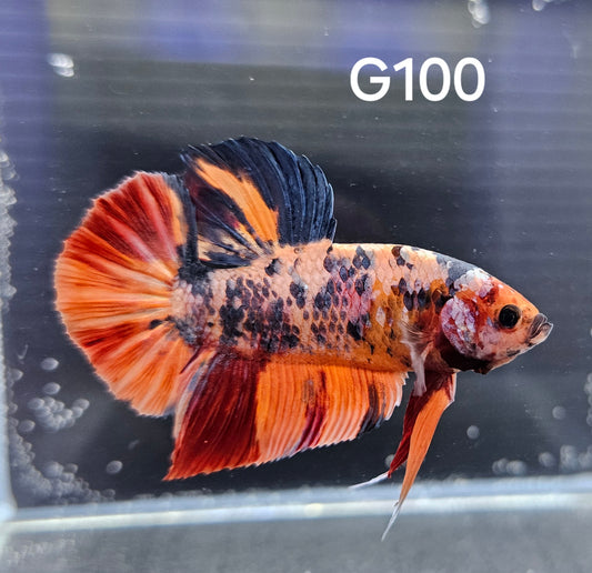 GIANT candy koi betta