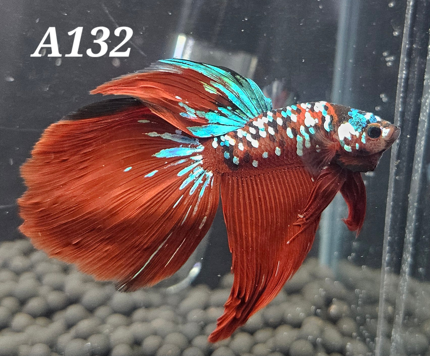 Red galaxy betta