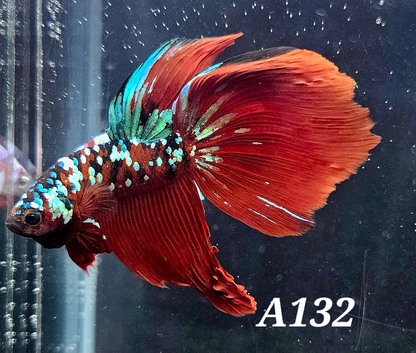 Red galaxy betta