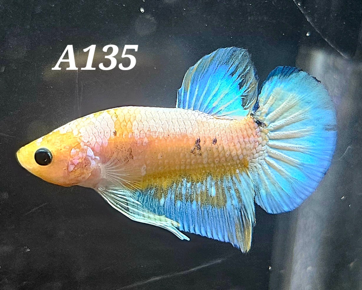 Yellow fancy plakat betta