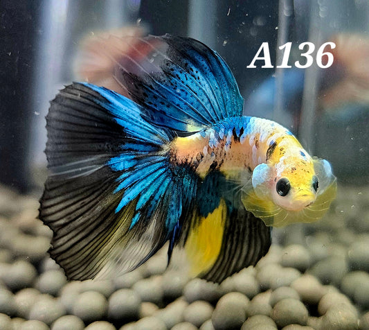 Yellow koi half-moon betta