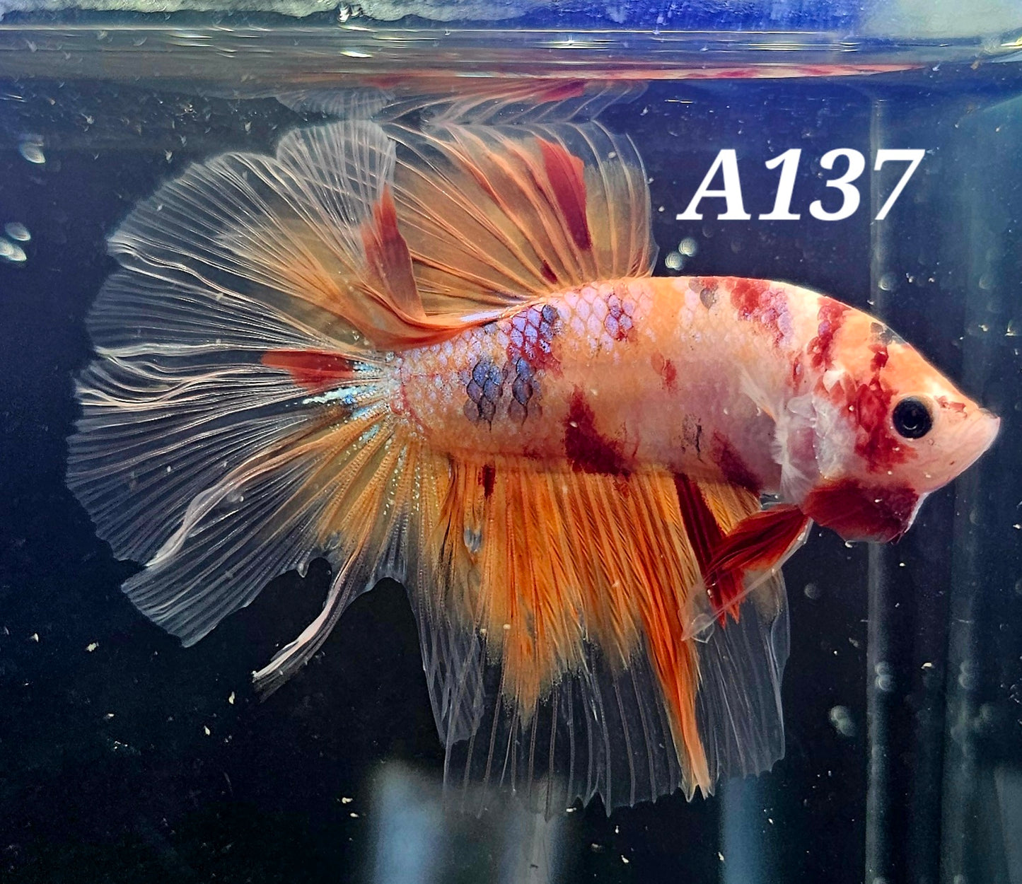 Candy koi half-moon betta