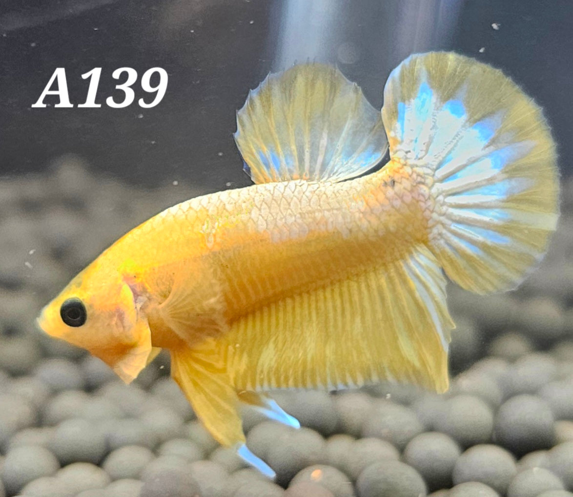 Yellow fancy plakat betta