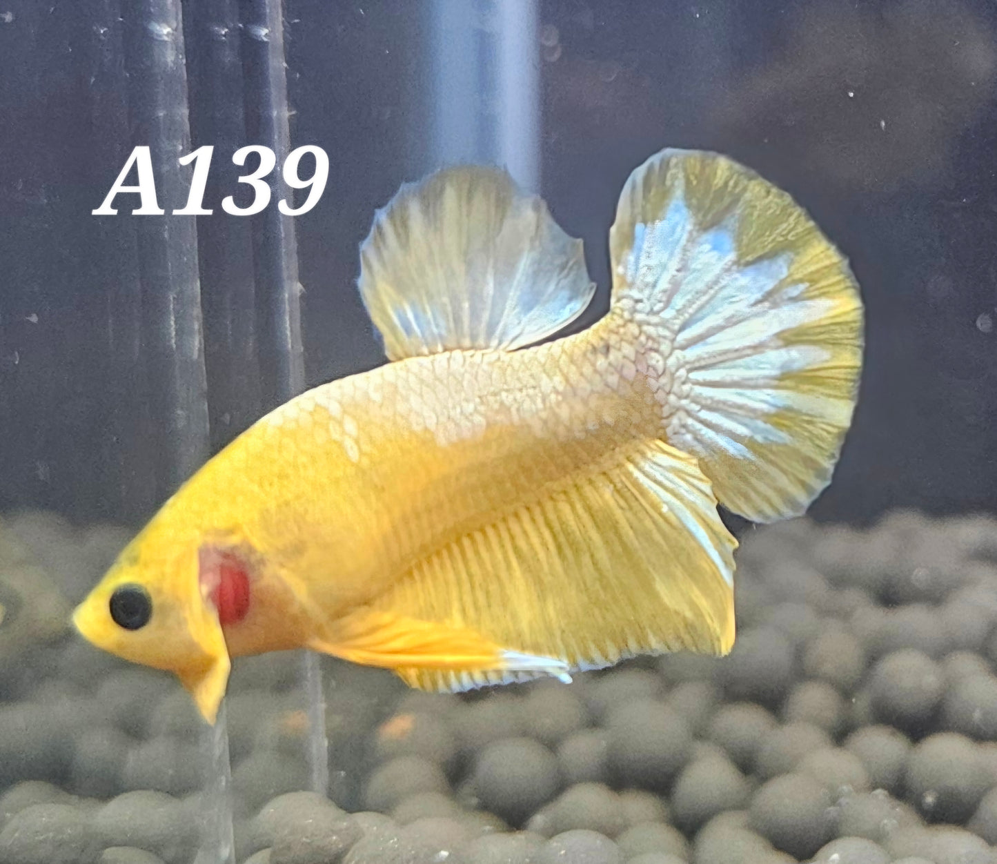 Yellow fancy plakat betta