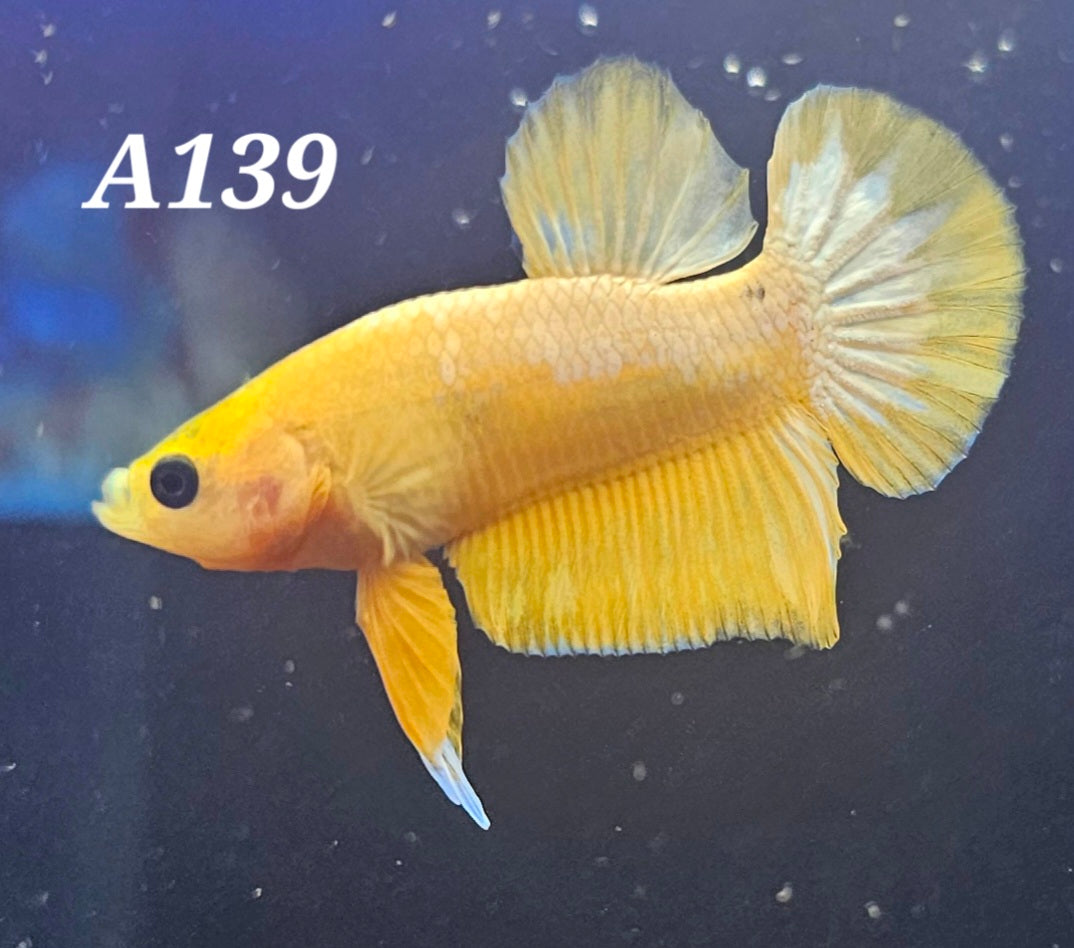 Yellow fancy plakat betta