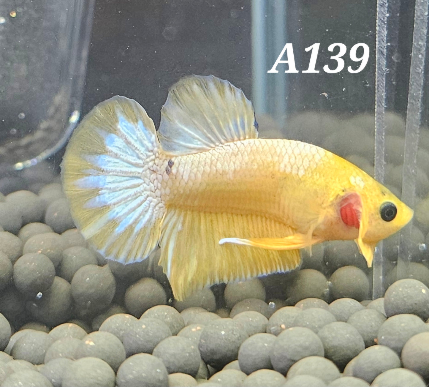 Yellow fancy plakat betta