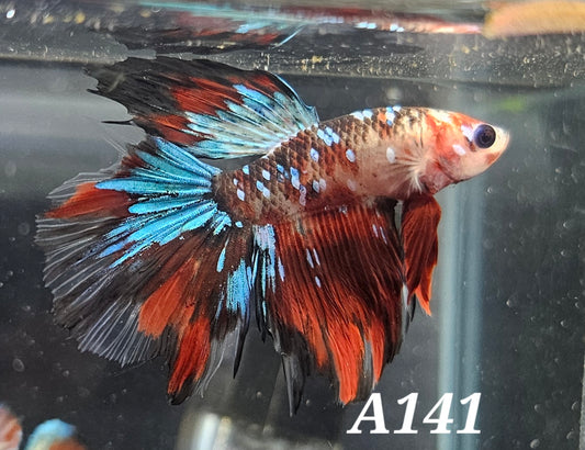 Red galaxy koi half-moon