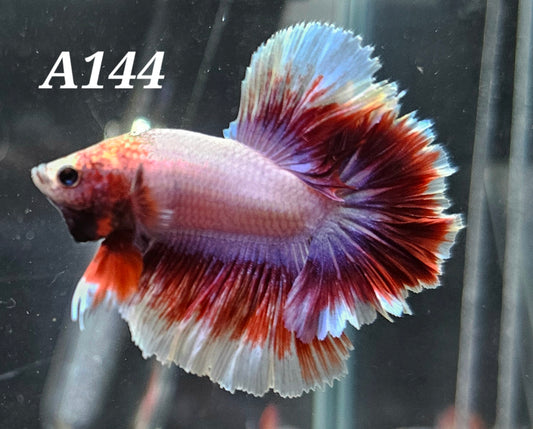 Rosetail betta