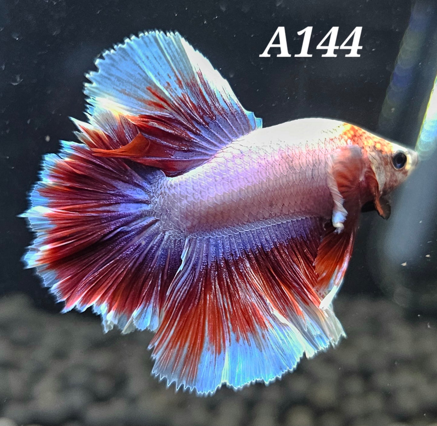 Rosetail betta