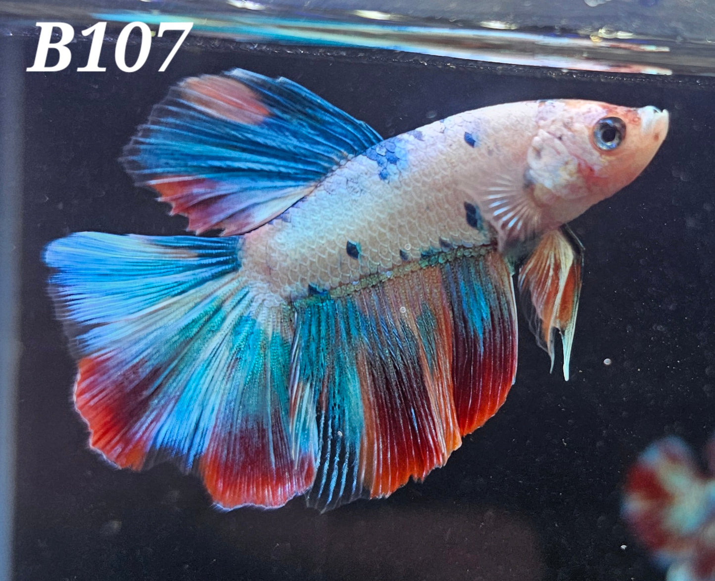 Multicolor koi half-moon betta