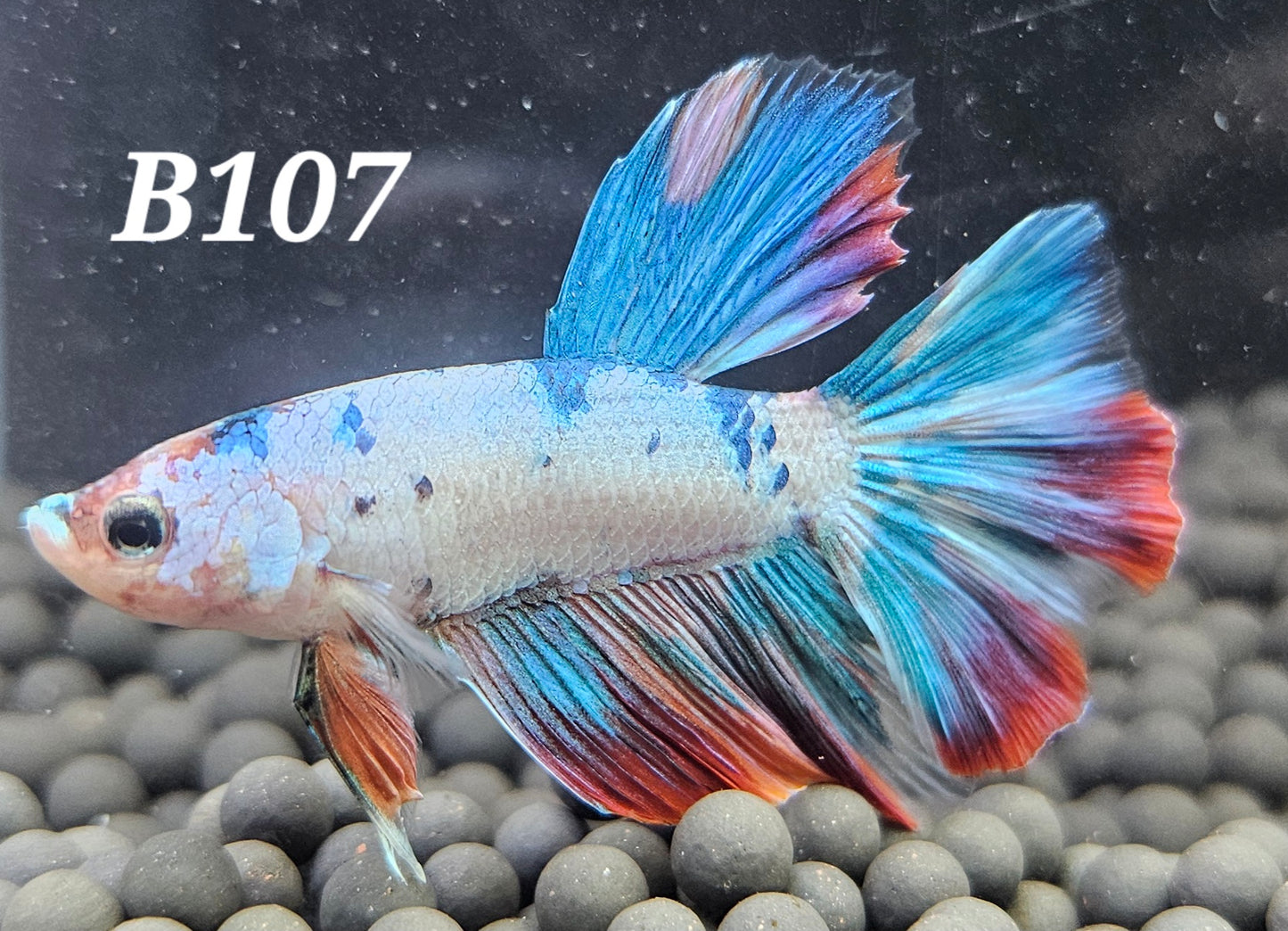 Multicolor koi half-moon betta