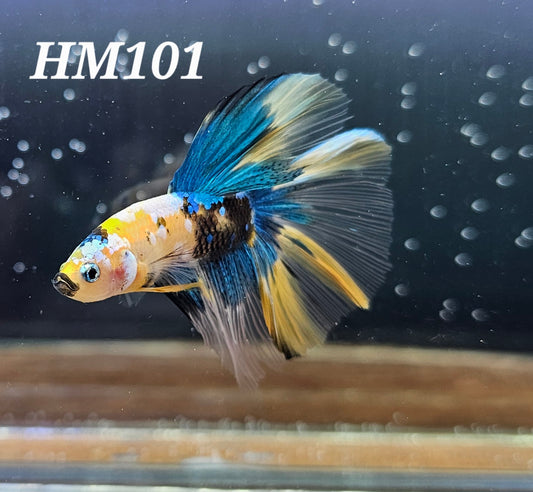Yellow koi galaxy half-moon