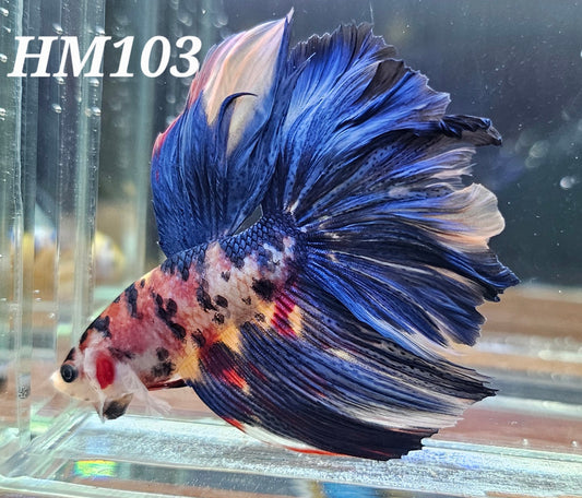 Multicolor half-moon *big guy*