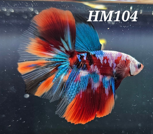 Red galaxy half-moon