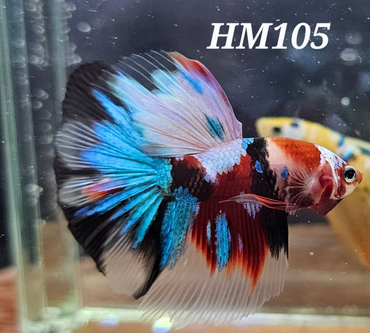 Multicolor half-moon