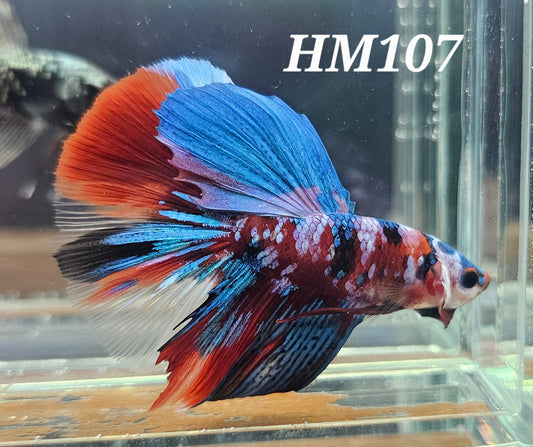 Red galaxy half-moon