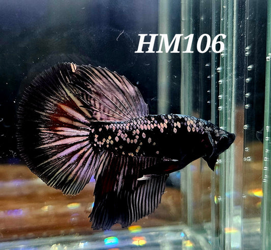 Copper avatar half-moon