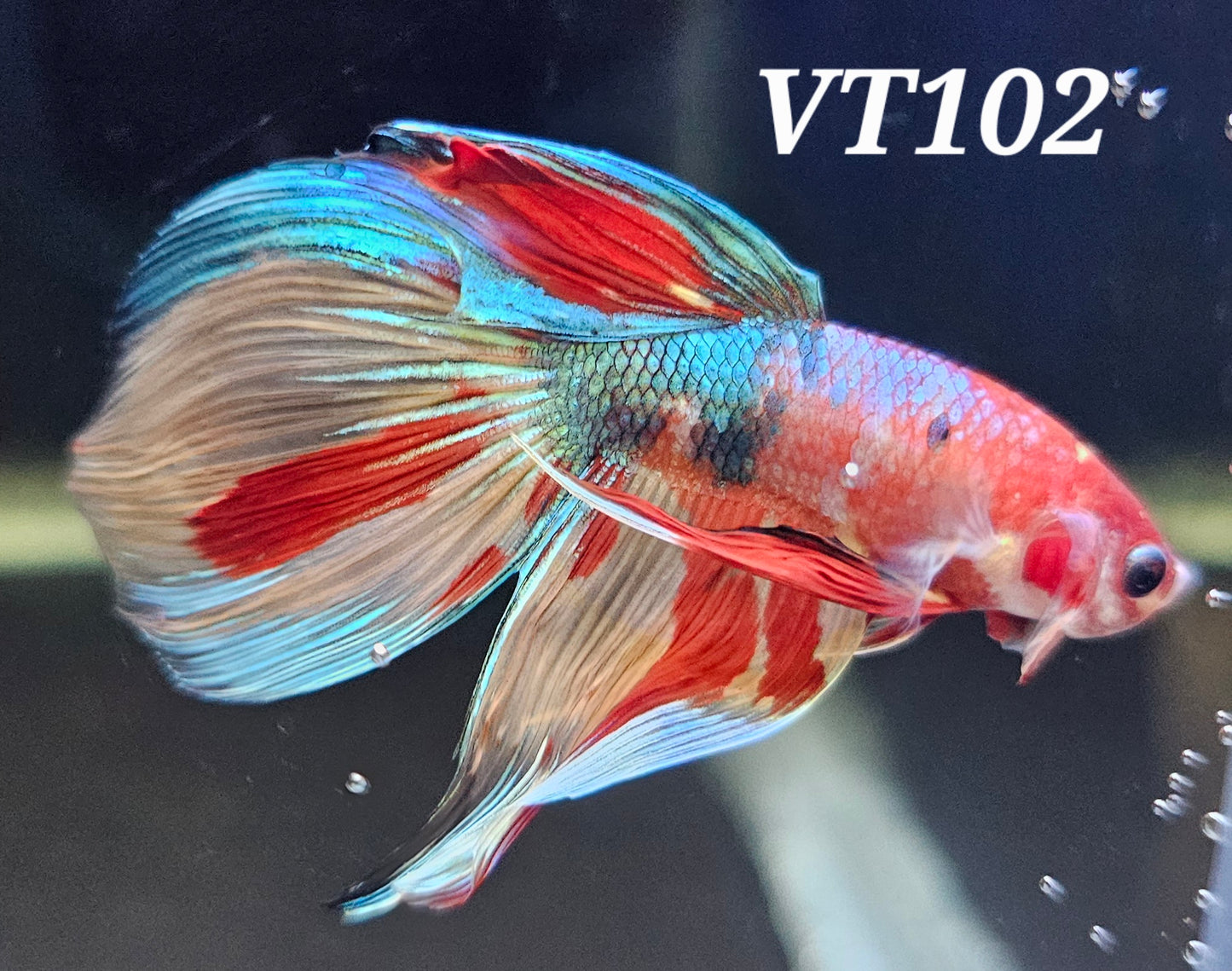 Multicolor veiltail betta