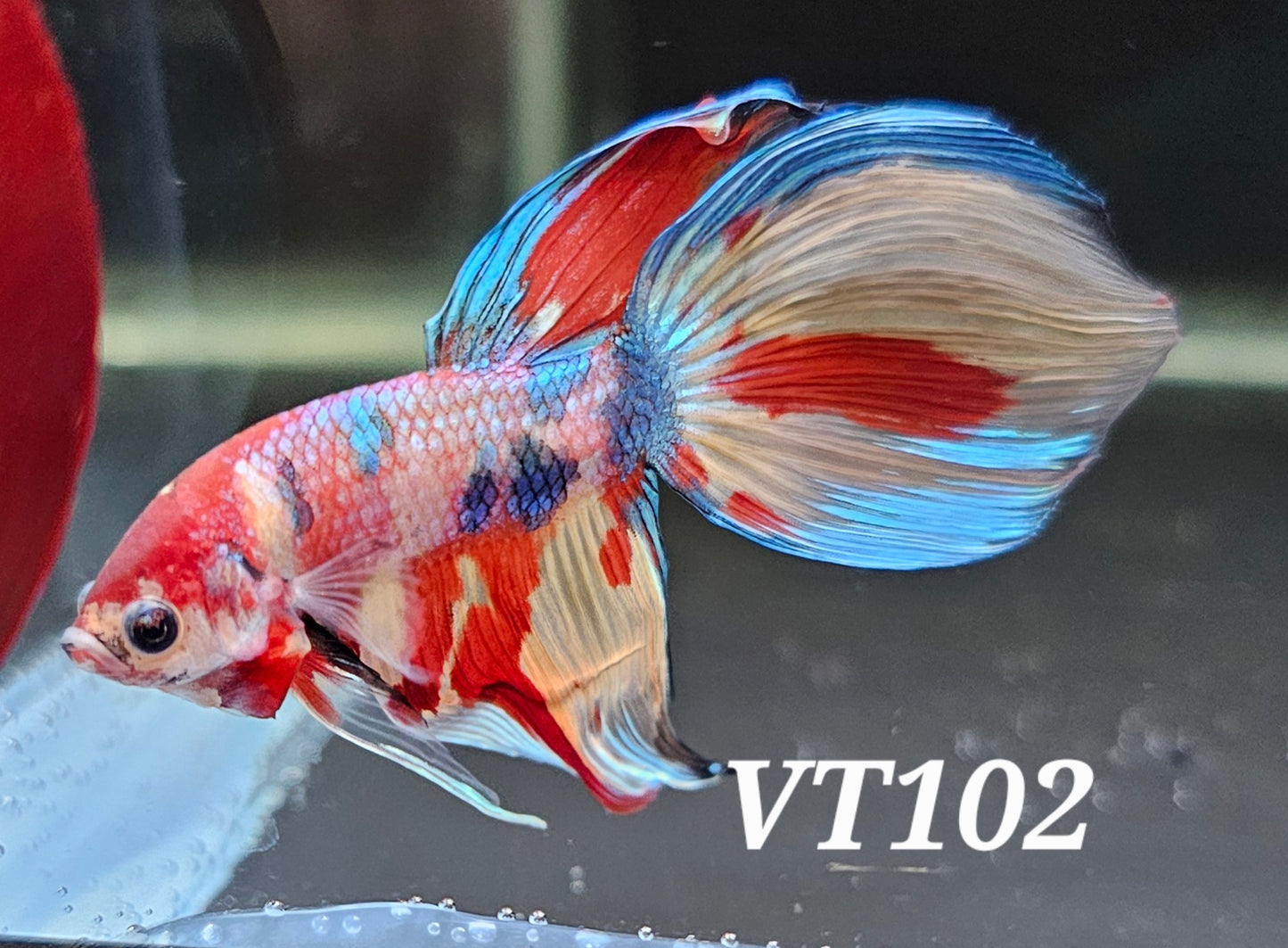 Multicolor veiltail betta