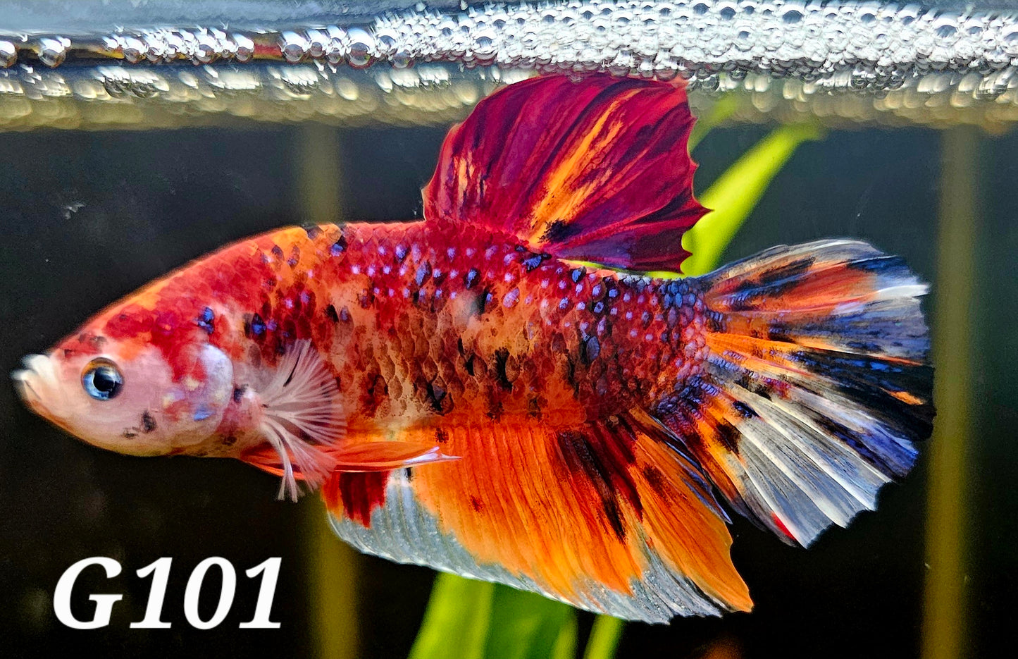 Giant multicolor plakat