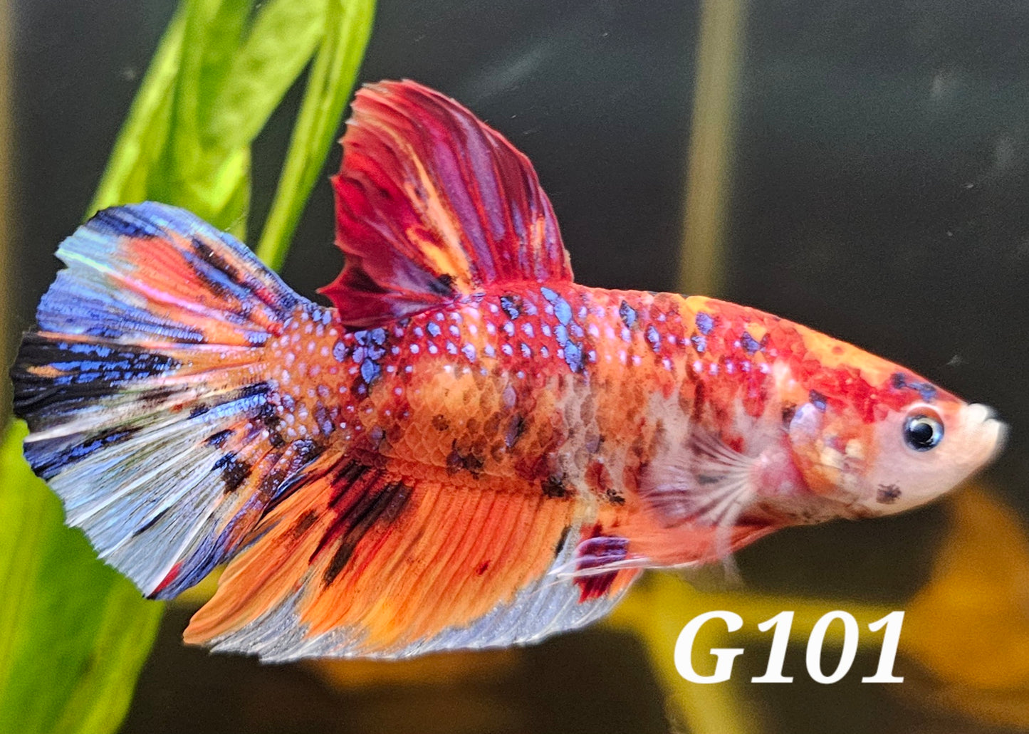 Giant multicolor plakat
