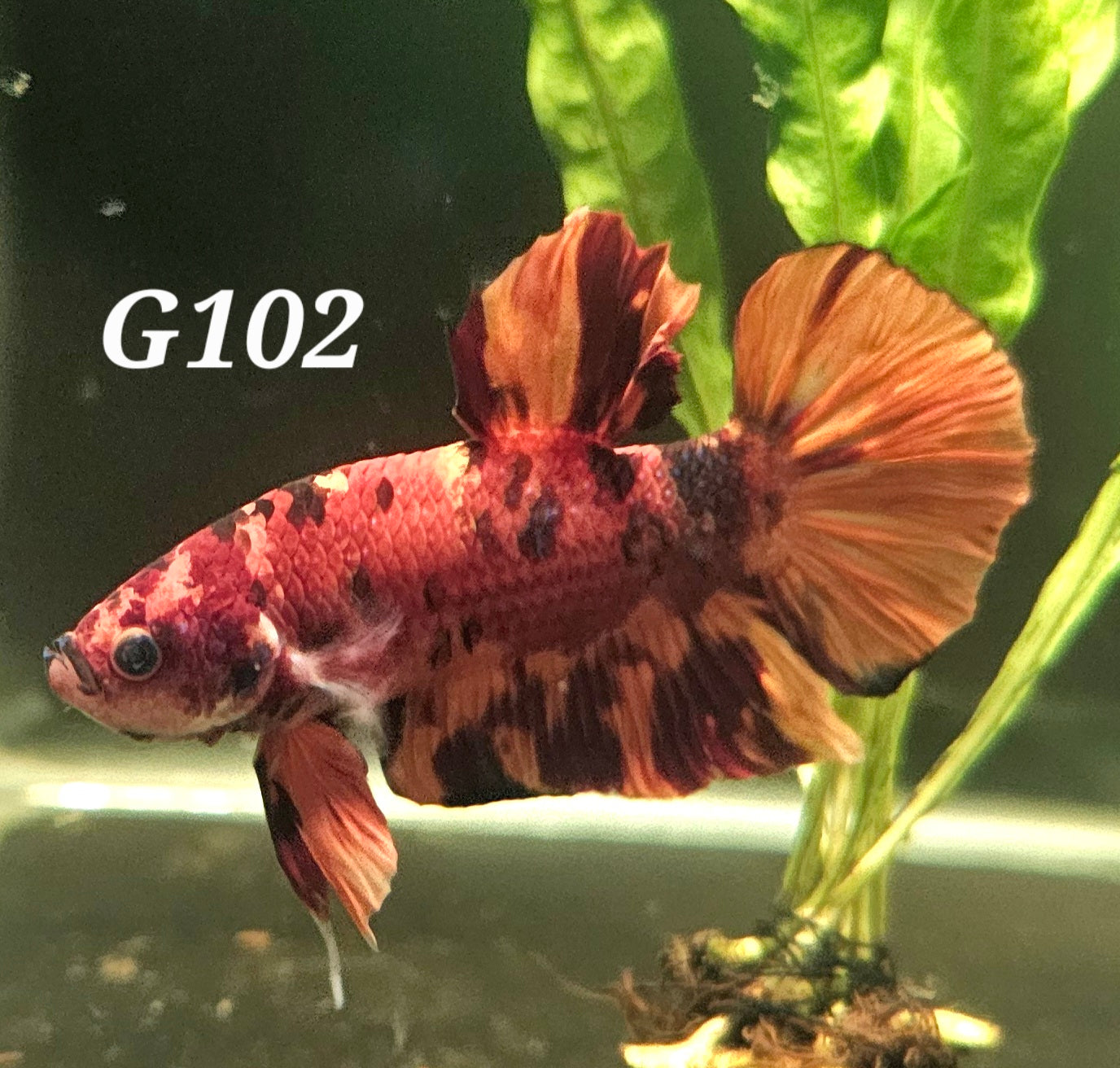 Giant nemo plakat
