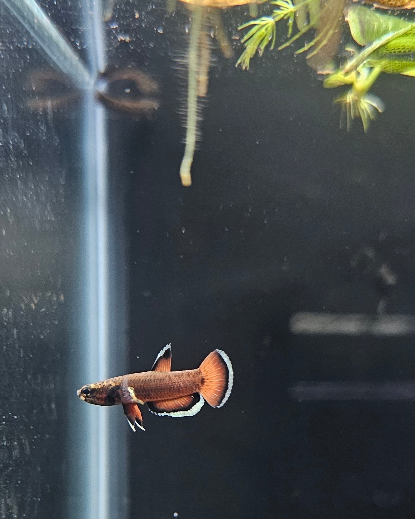 Albimarginata pair (small)