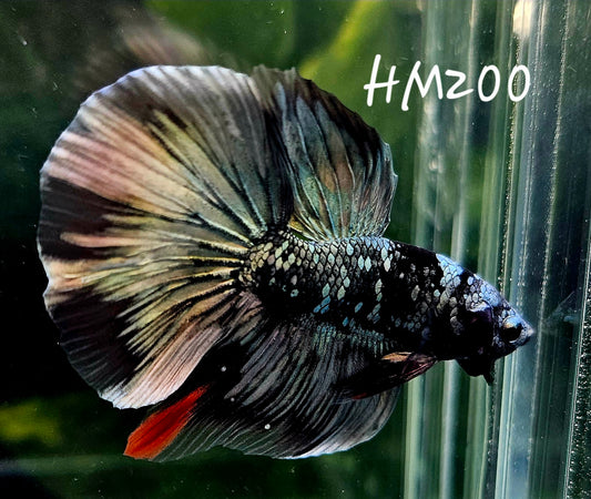 Copper avatar half-moon