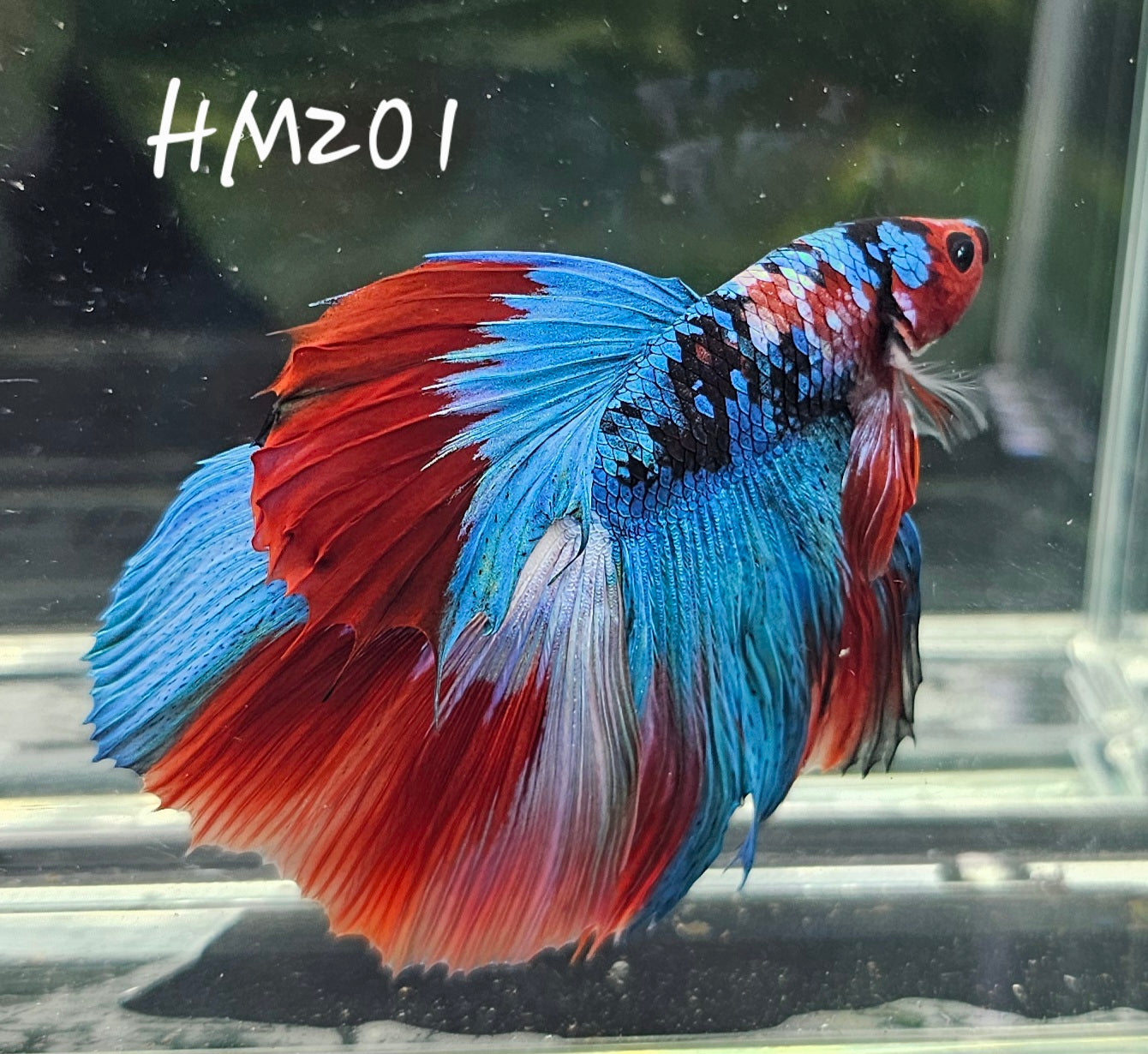 Red galaxy half-moon