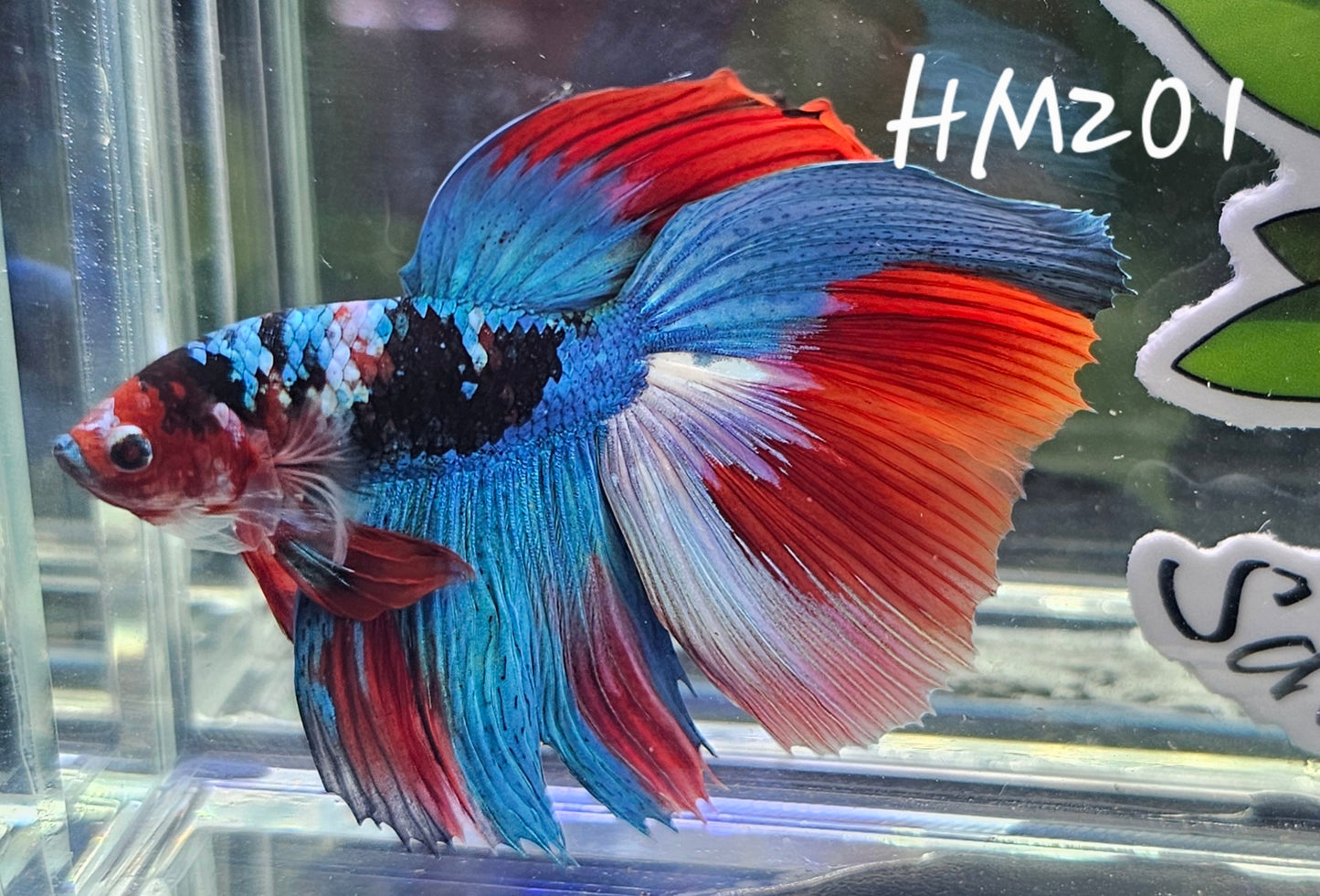 Red galaxy half-moon