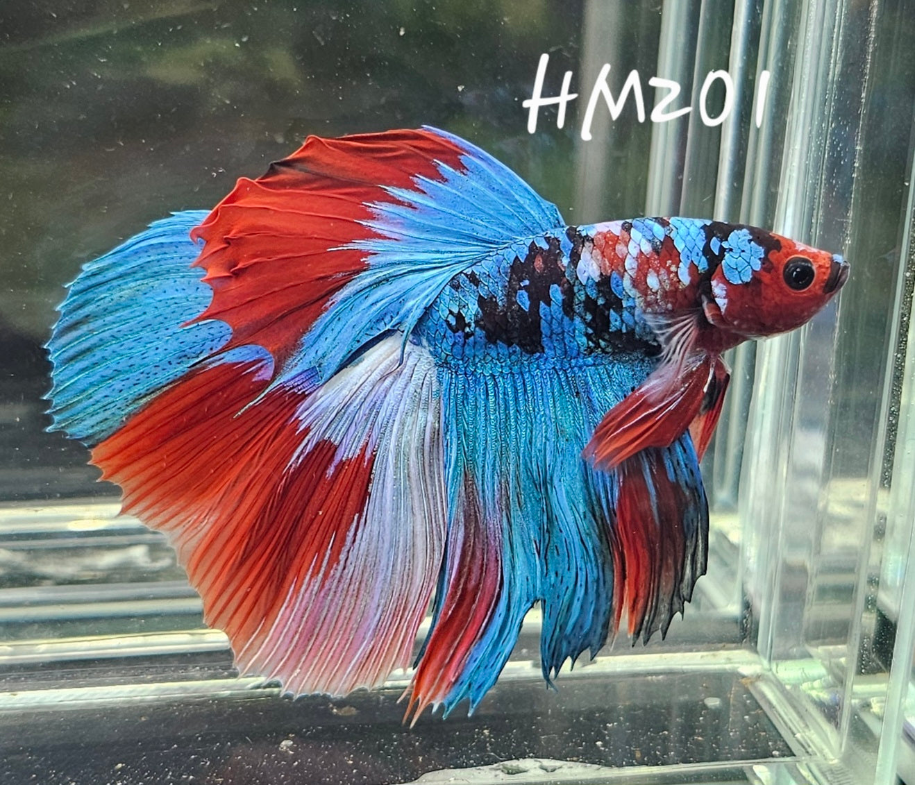 Red galaxy half-moon